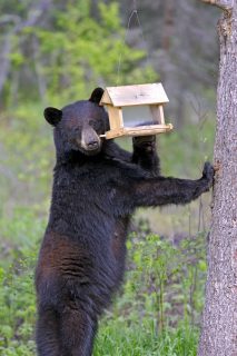 Wood River Valley bears are already finding an easy meal in residential garbage containers