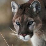 Reported mountain lion attack on dog near Carey
