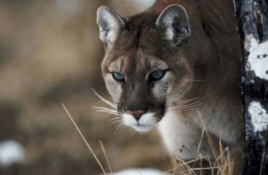 Fish and Game officers euthanize a mountain lion within Hailey city limits