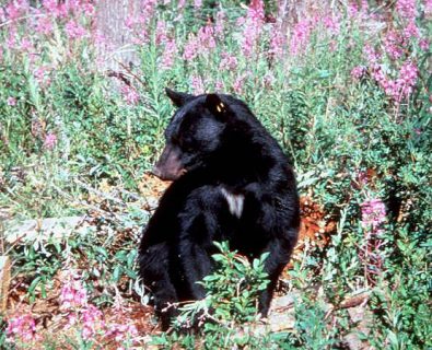 Black bears and mountain lions frequent Wood River Valley trails