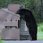 Idaho’s black bears will soon be emerging from their winter dens