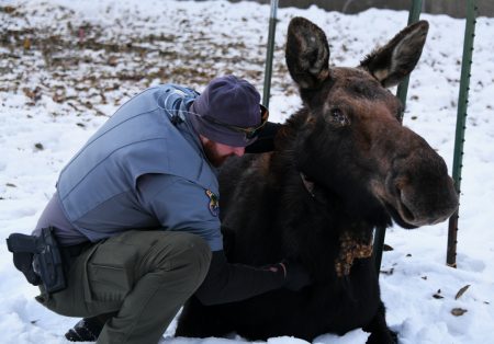 Fish and Game captures and treats sick cow moose in Hailey