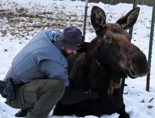 Fish and Game captures and treats sick cow moose in Hailey