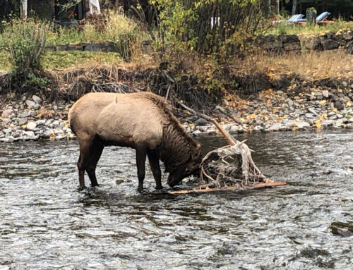 Bull elk entangles in hammock near Ketchum