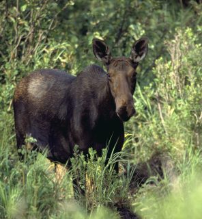 Aggressive cow moose with calf reported in the Adams Gulch area north of Ketchum