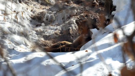 Fish and Game uses non-lethal hazing to move a mountain lion in Ketchum