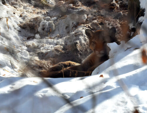 Safety tips when living in proximity to mountain lions