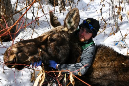 Fish and Game biologists treat sick cow moose for a second time in Hailey
