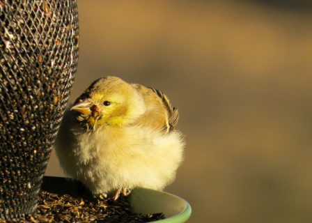 Southern Idaho residents encouraged to temporarily remove bird feeders due to a suspected outbreak of salmonellosis