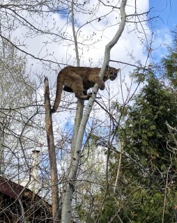 Mountain lions sightings continue throughout the Wood River Valley, caution advised
