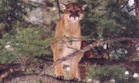 Reports of mountain lions on the increase in Wood River Valley communities