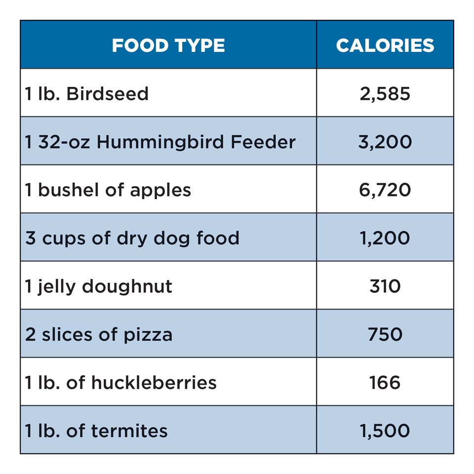 Black Bears - Wood River Valley Wildlife Smart Communities