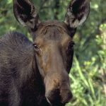 Hiker charged by moose on Gibson Jack Trail