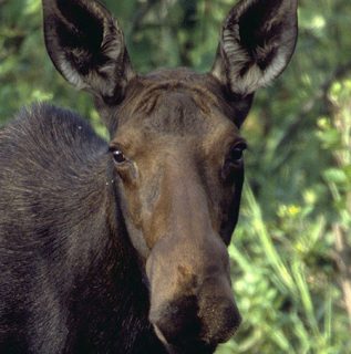 Hiker charged by moose on Gibson Jack Trail