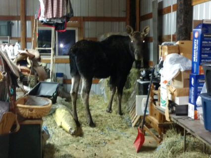 North Idaho man’s close call with a bull moose is a reminder of the dangers of wild animals