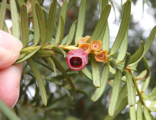 Two elk calves found dead after eating ornamental yew in Ketchum