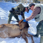 Rash of elk entanglements continue throughout the Wood River Valley