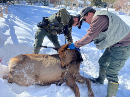 Rash of elk entanglements continue throughout the Wood River Valley