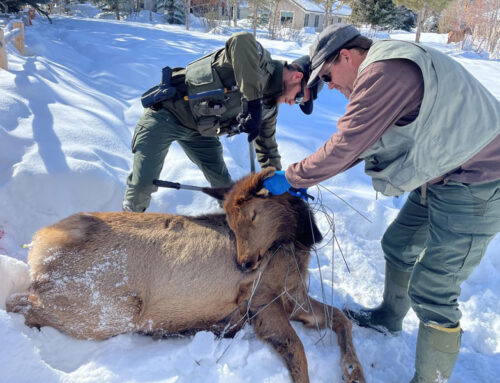 Rash of elk entanglements continue throughout the Wood River Valley