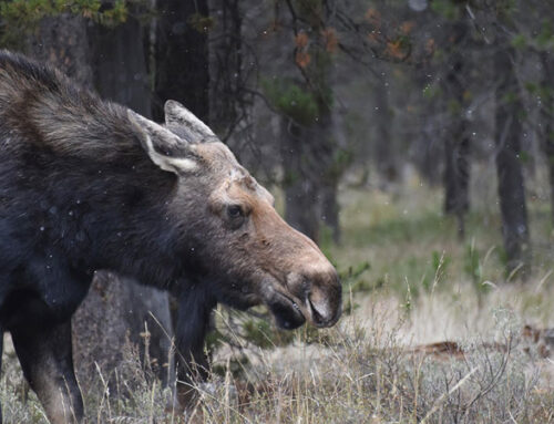 Three moose relocated from Wood River Valley communities
