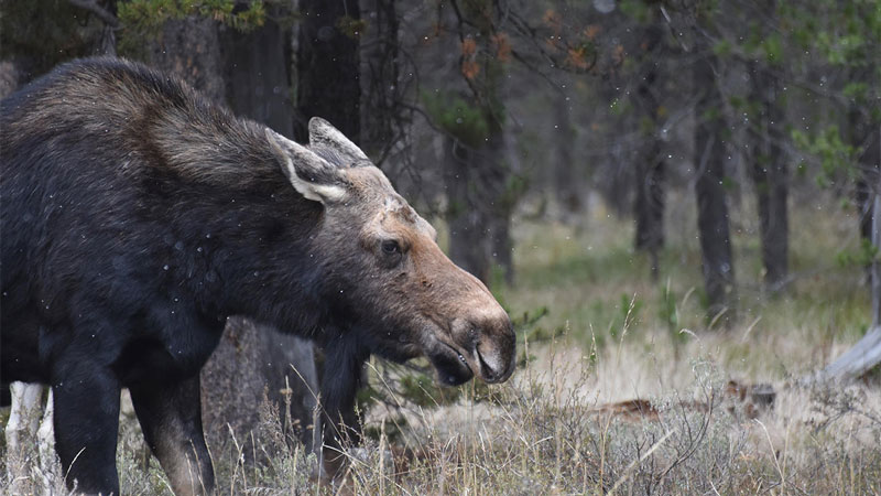 Three moose relocated from Wood River Valley communities