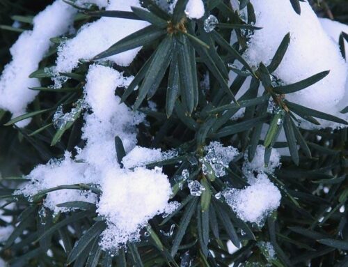 Moose dies north of Ketchum after eating toxic yew plan